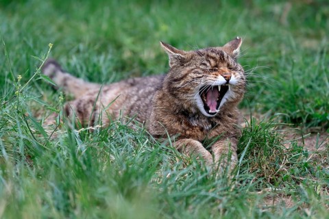 European wildcat