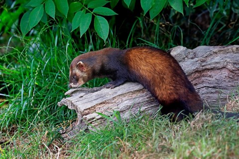 European polecat