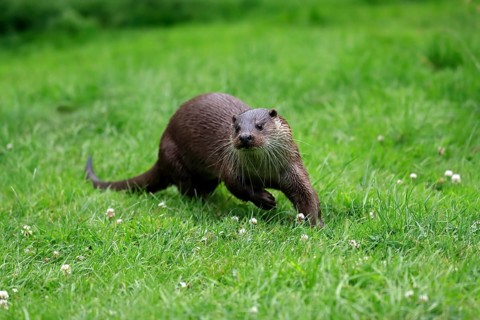 European otter