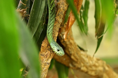 Leafy western green mamba
