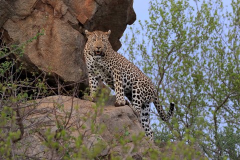 Leopard