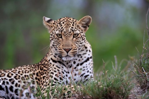 Leopard