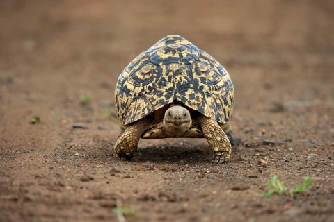 Leopard tortoise