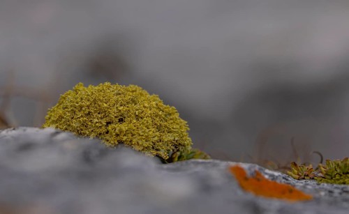 Yellow lichen on stone in macro