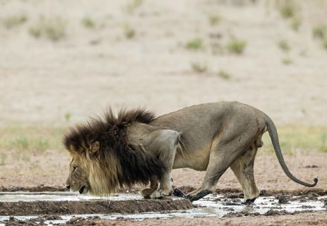 Lion