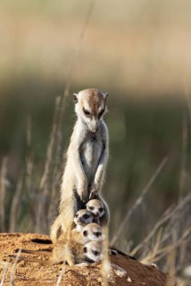 Suricate