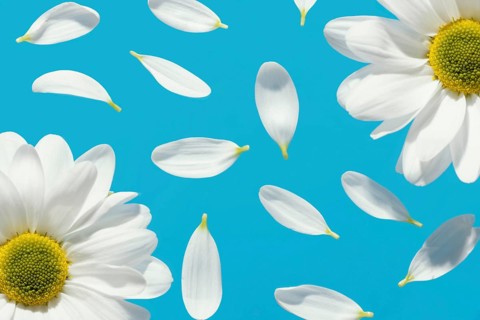 Top view spring daisies with petals