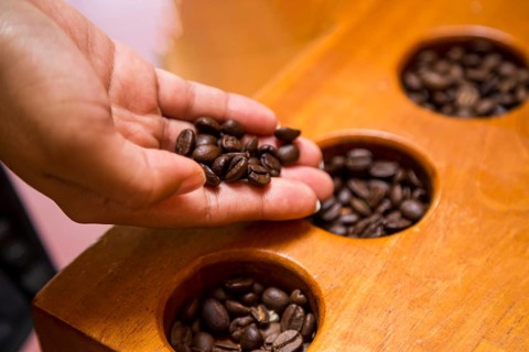 Close up female hand holding coffee beans