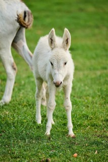 Donkey