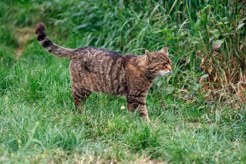European wildcat