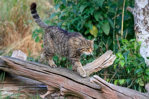 European wildcat