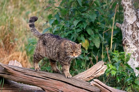 European wildcat