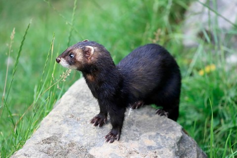 European polecat