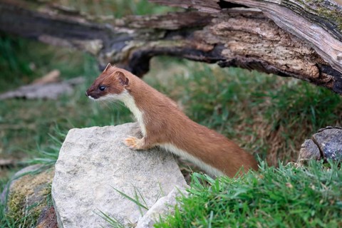 Ermine