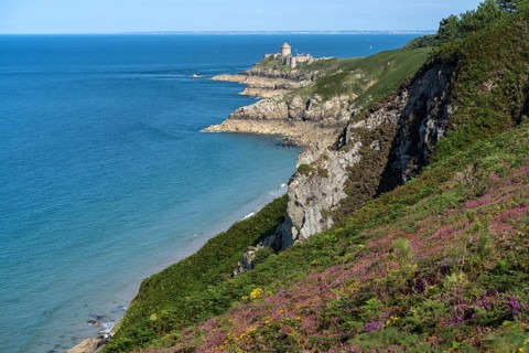 Blooming heath landscape at Cap Frehel and Fort La slat