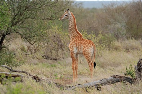 Southern giraffe