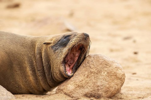 Cape Fur Seal