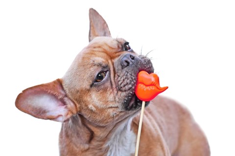 Red fawn French Bulldog dog trying to eat red kiss lips photo prop in front of white background