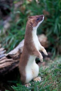 Ermine