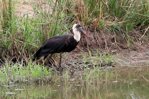 African Woolly-necked Stork