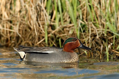 Eurasian teal