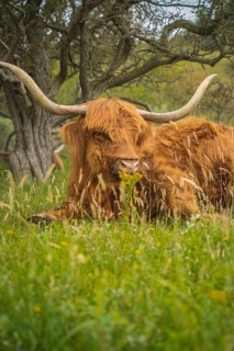 Cow with huge horns lying in the grass