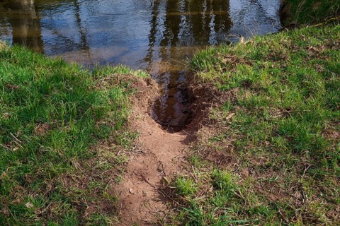 Beaver