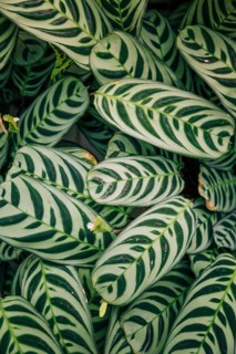 Seamless exotic pattern calathea makoyana peacock leaves