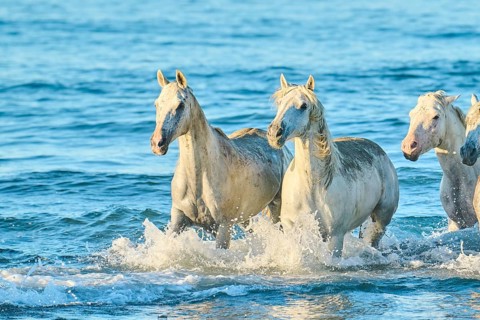 Camargue horses running out of the sea on a beach in morning light