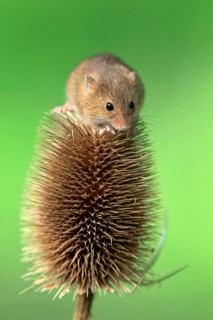 Eurasian harvest mouse