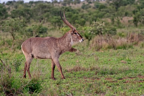 Ellipsen waterbuck