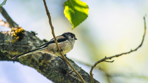 Long-tailed Tit