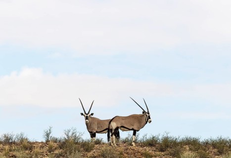 Gemsbok