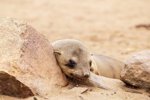 Cape Fur Seal