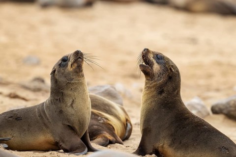 Cape Fur Seal