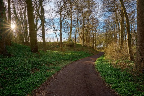 Forest path