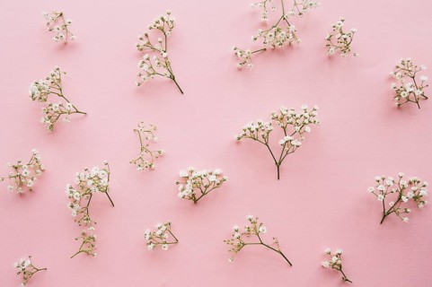 Variation little baby s breath flowers light pink background