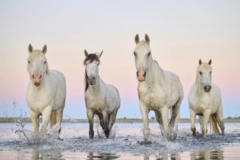 Camargue horses walking through the water at sunrise