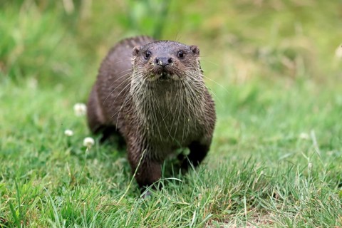 European otter