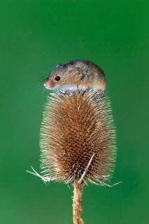 Eurasian harvest mouse