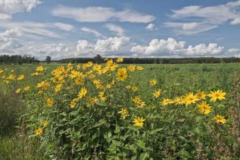 Jerusalem artichoke