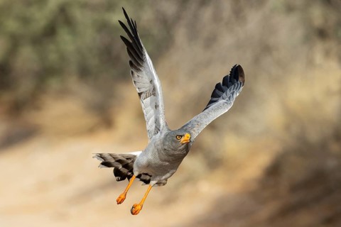 Pale-chanting Goshawk