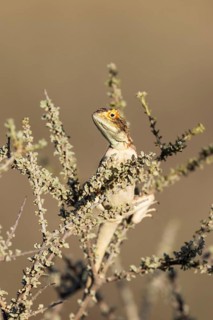 Ground Agama