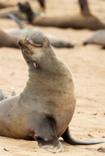 Cape Fur Seal