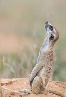Suricate