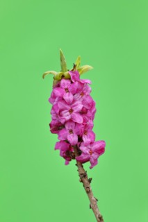 Daphne