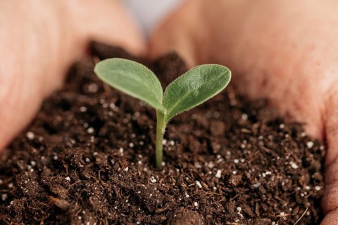 Close up male hands holding soil plant