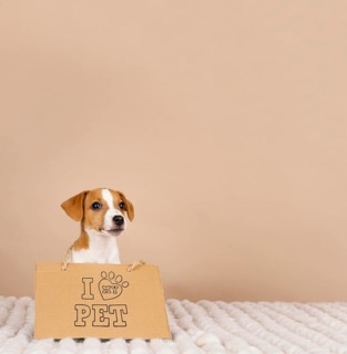 Cute beagle wearing banner