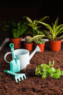 Still life various plant soil
