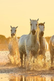 Camargue horses running through the water at sunrise